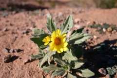 cactus-flower