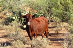 cow