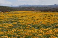 landscape-flowers
