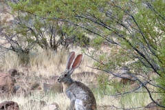 rabbit